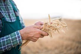 Harvest