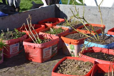 Entries for the annual potato growing competition