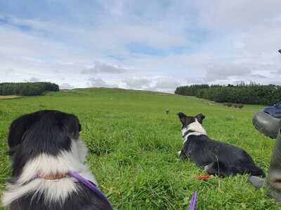 Sheepdog Trials