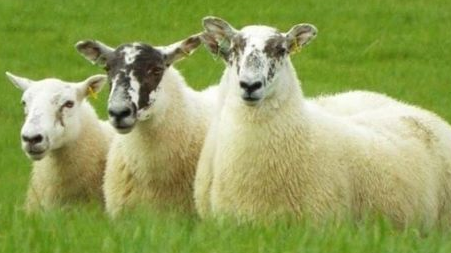 Sheep dog trials